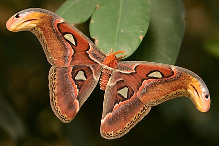 440px-Attacus_atlas_(15050883139).jpg