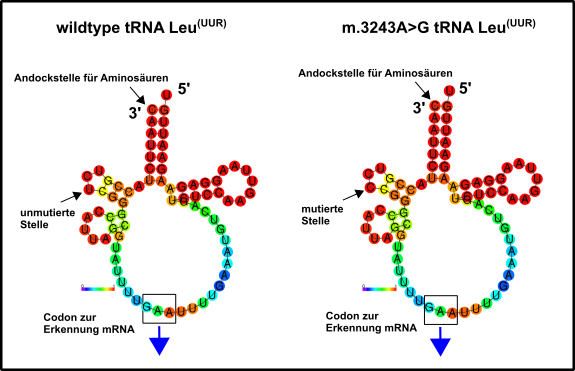 tRNAs.png