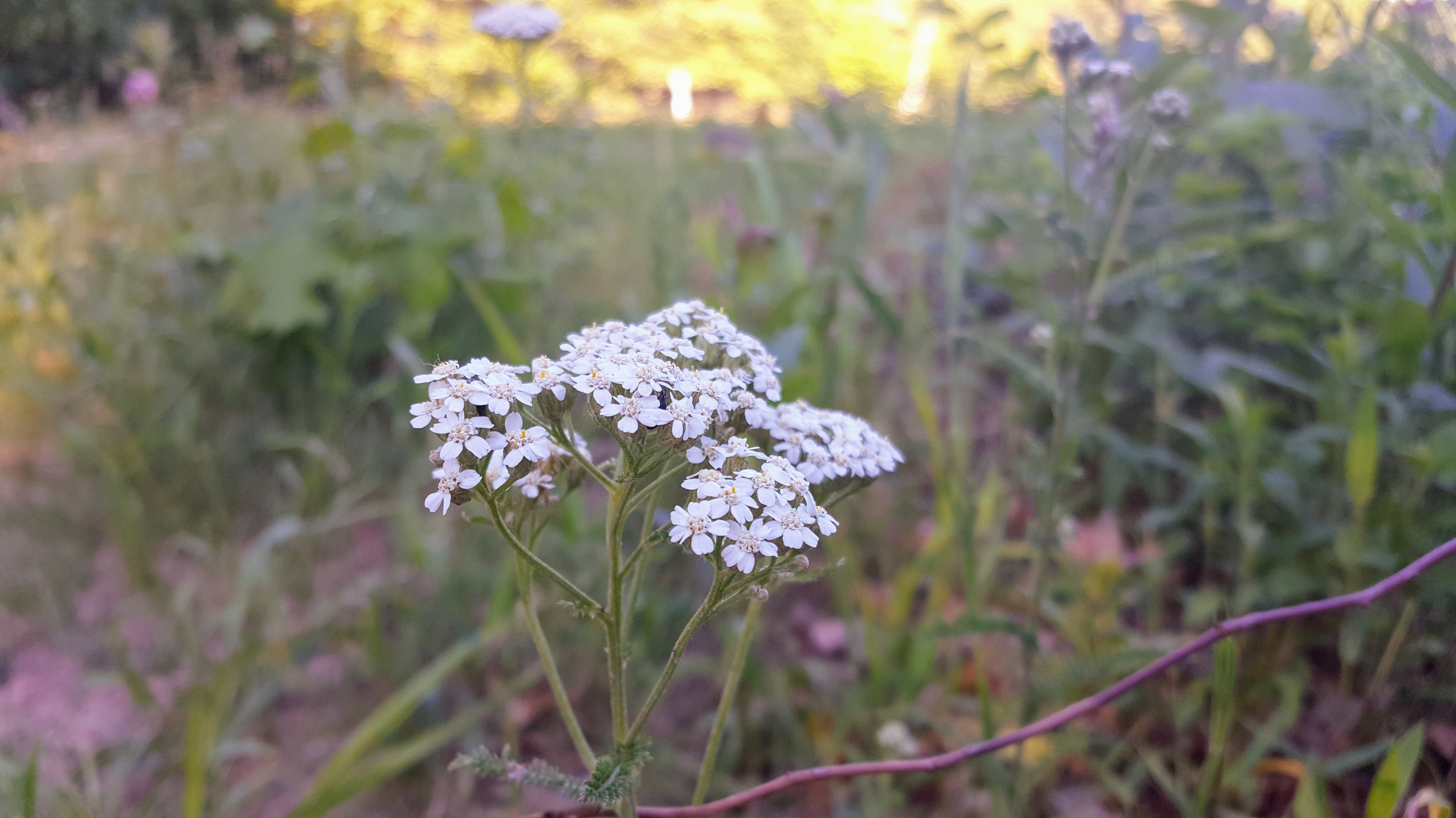 20180605_190119.jpg