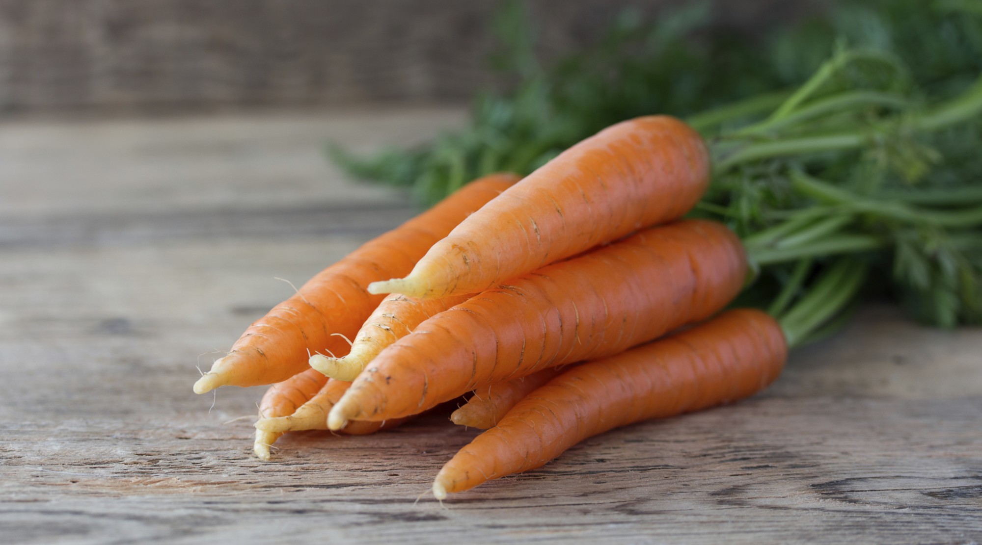 К чему снится морковь свежая. Морковь. Красивая морковь. Морковь столовая. Красивая морковка.