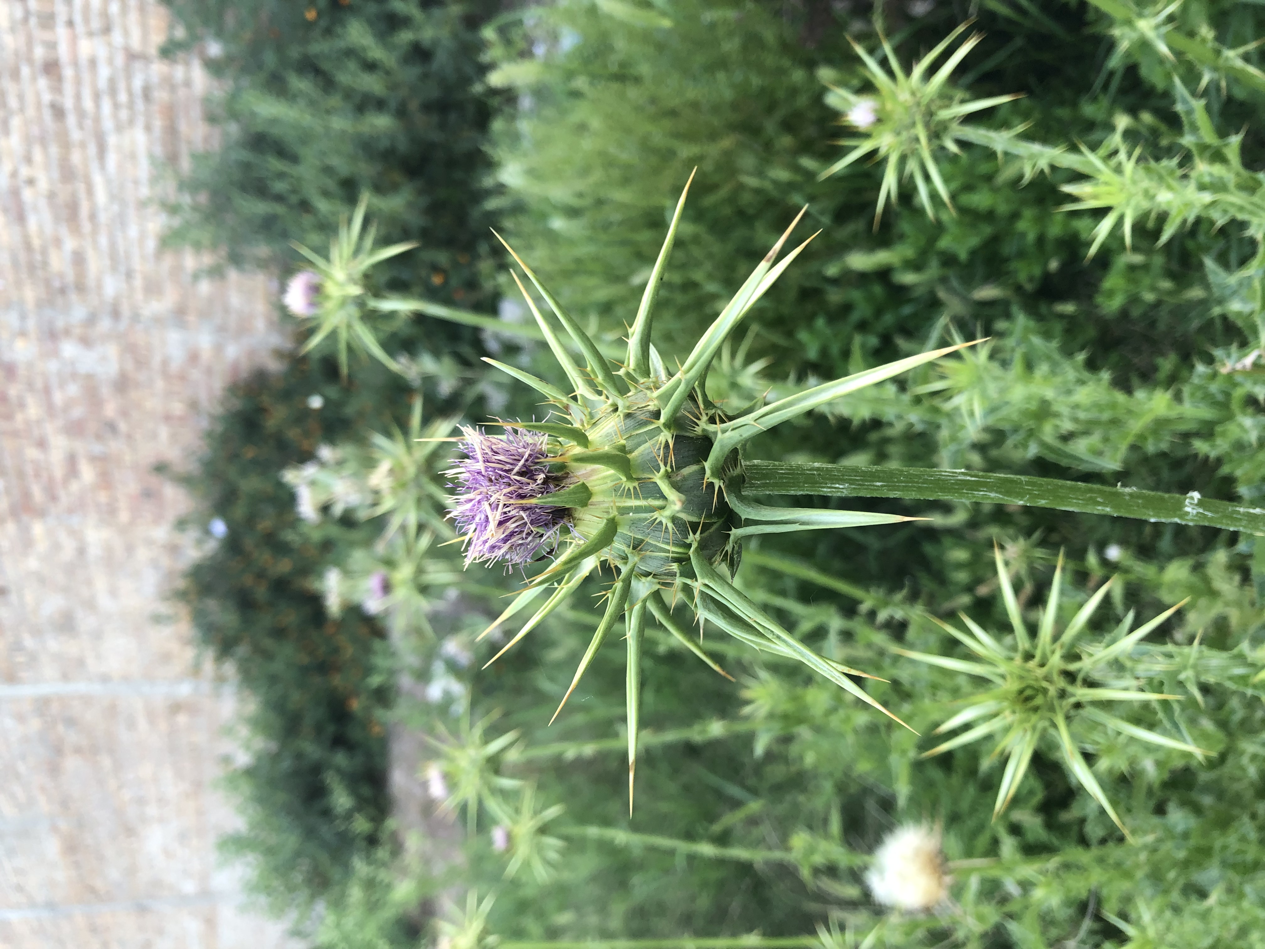 IMG_7763.jpeg