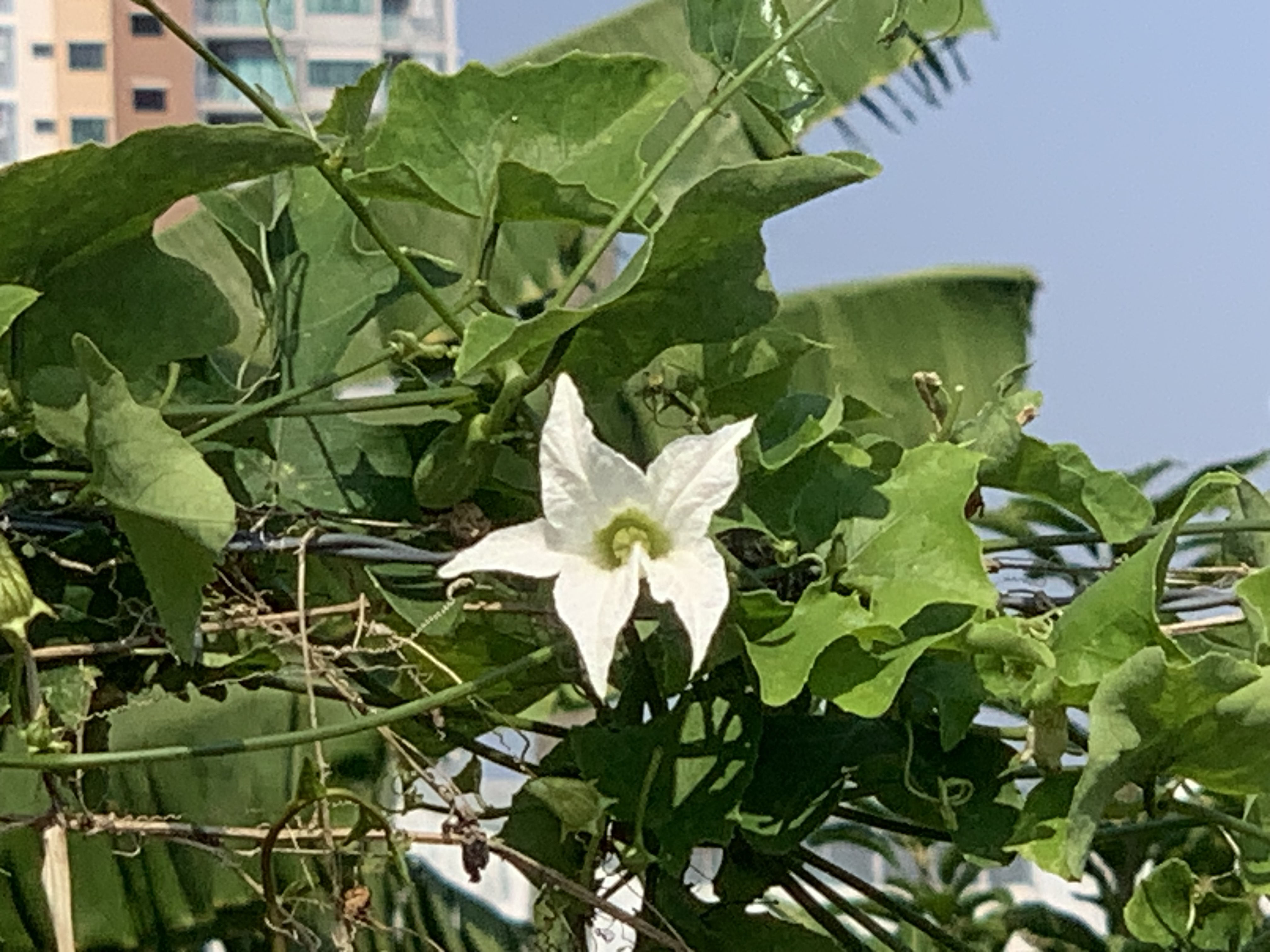 Gorgeous white wildflowers7.jpg
