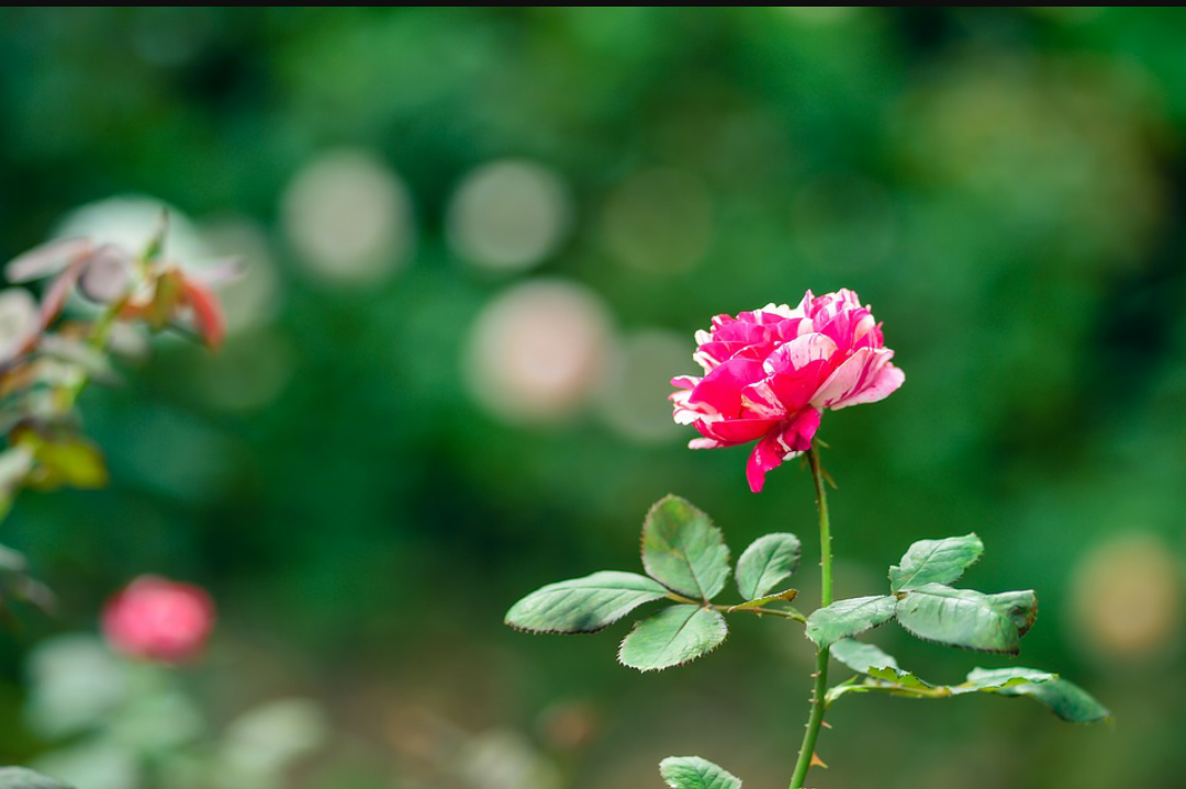 IMG_20180814_074254.png