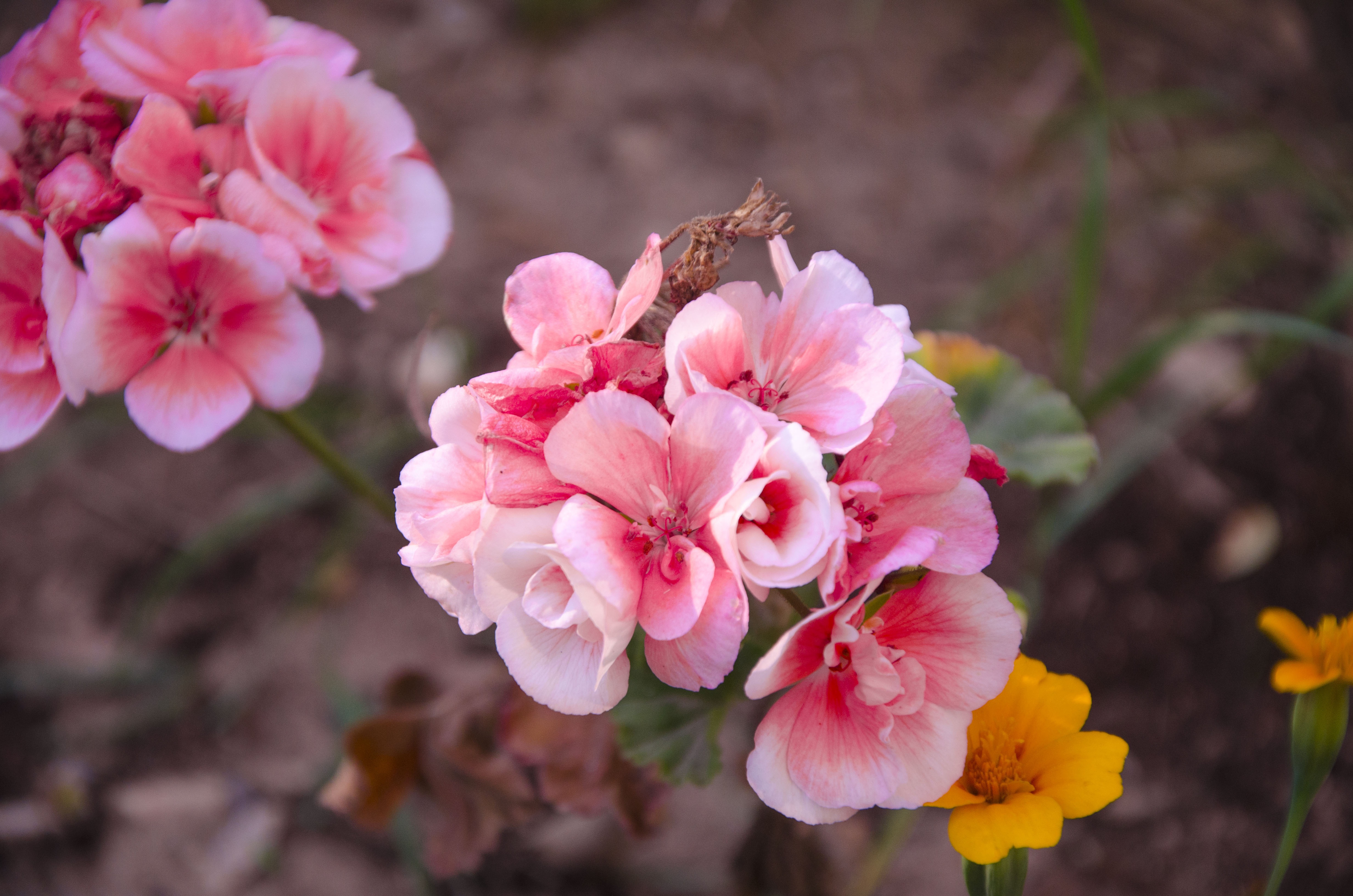 tatiana6-begonia-3672410.jpg
