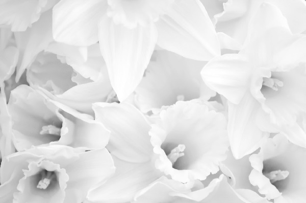 Flores blancas.jpg
