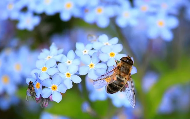 forget-me-not-257176__480.webp