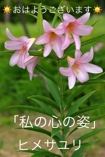 ヒメサユリの花言葉 Steemzzang