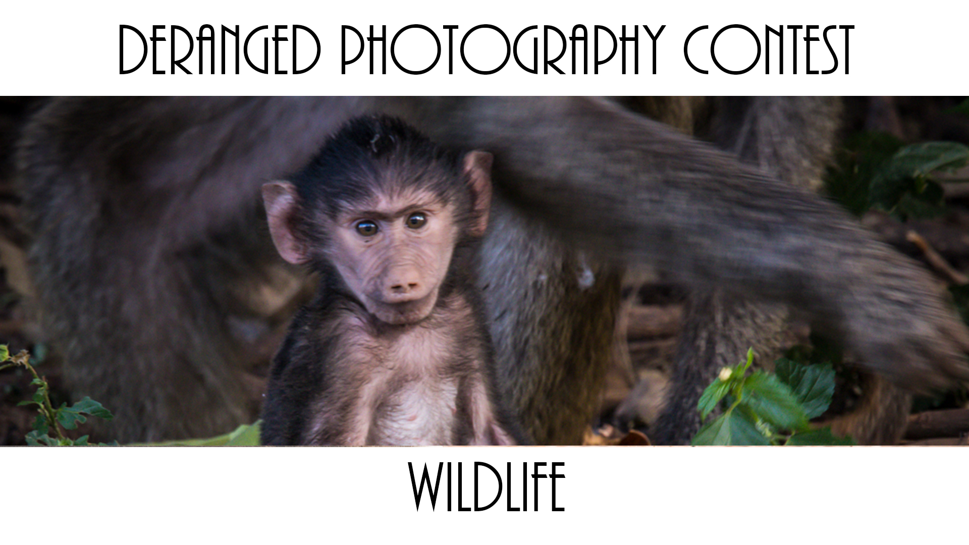 wildlife.jpg