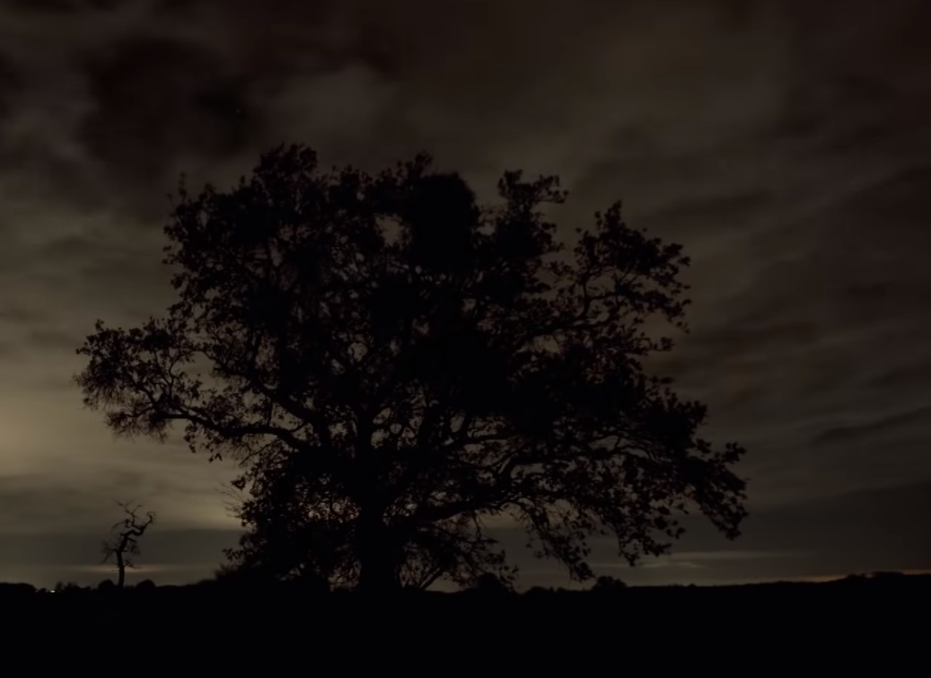 Tree in the dark.png