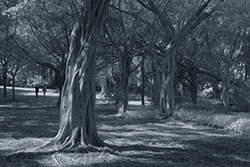 DSCF1729_250_Thumb.jpg