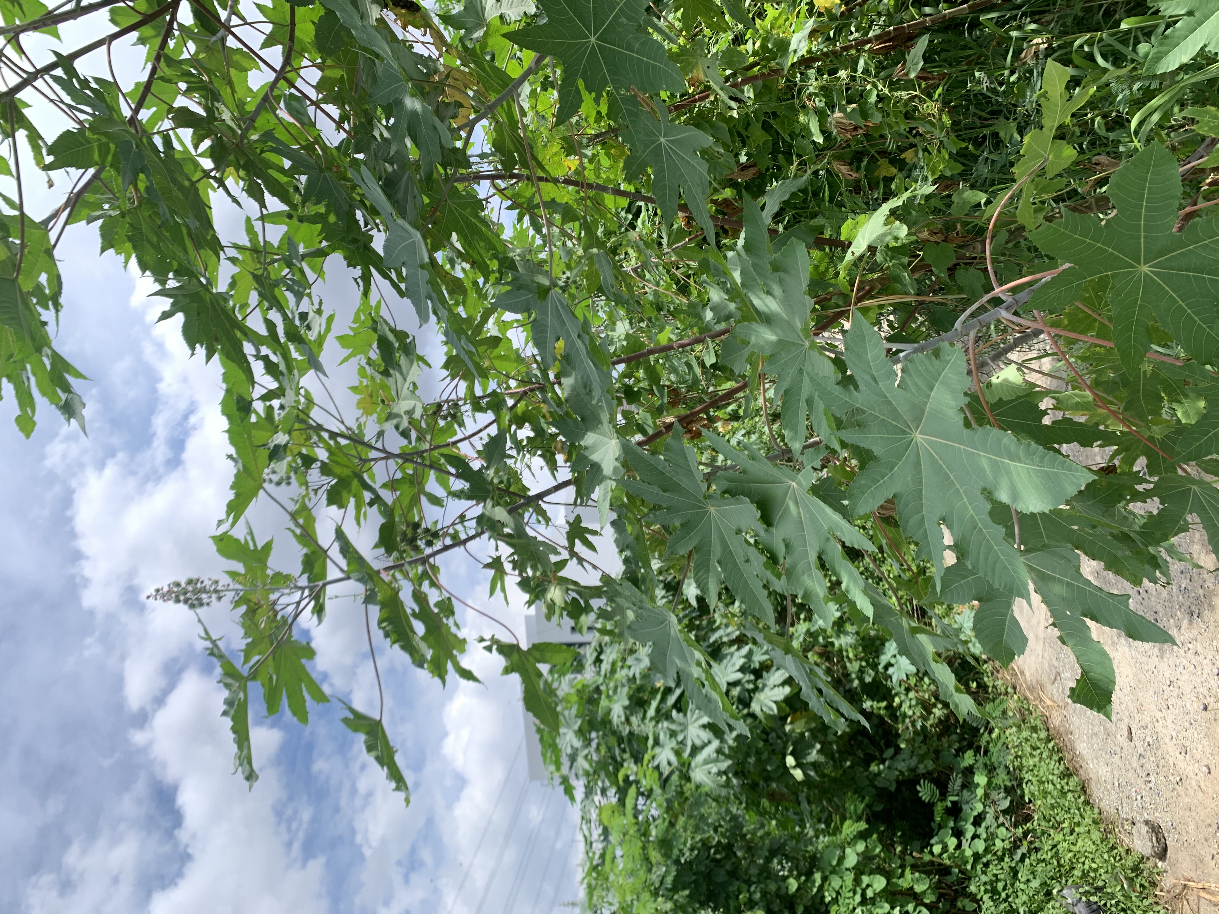 nature600.jpg