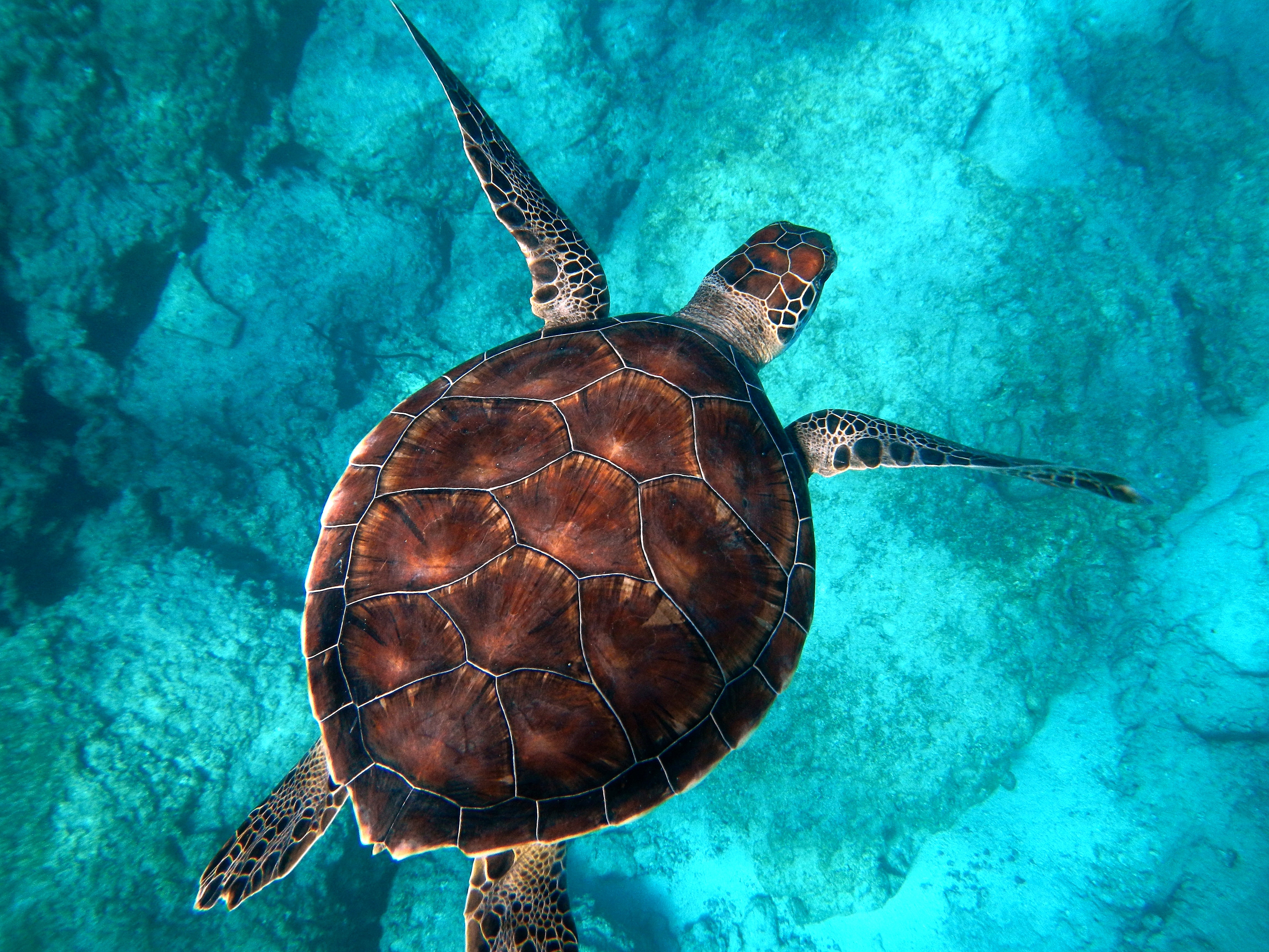 turtle.jpg