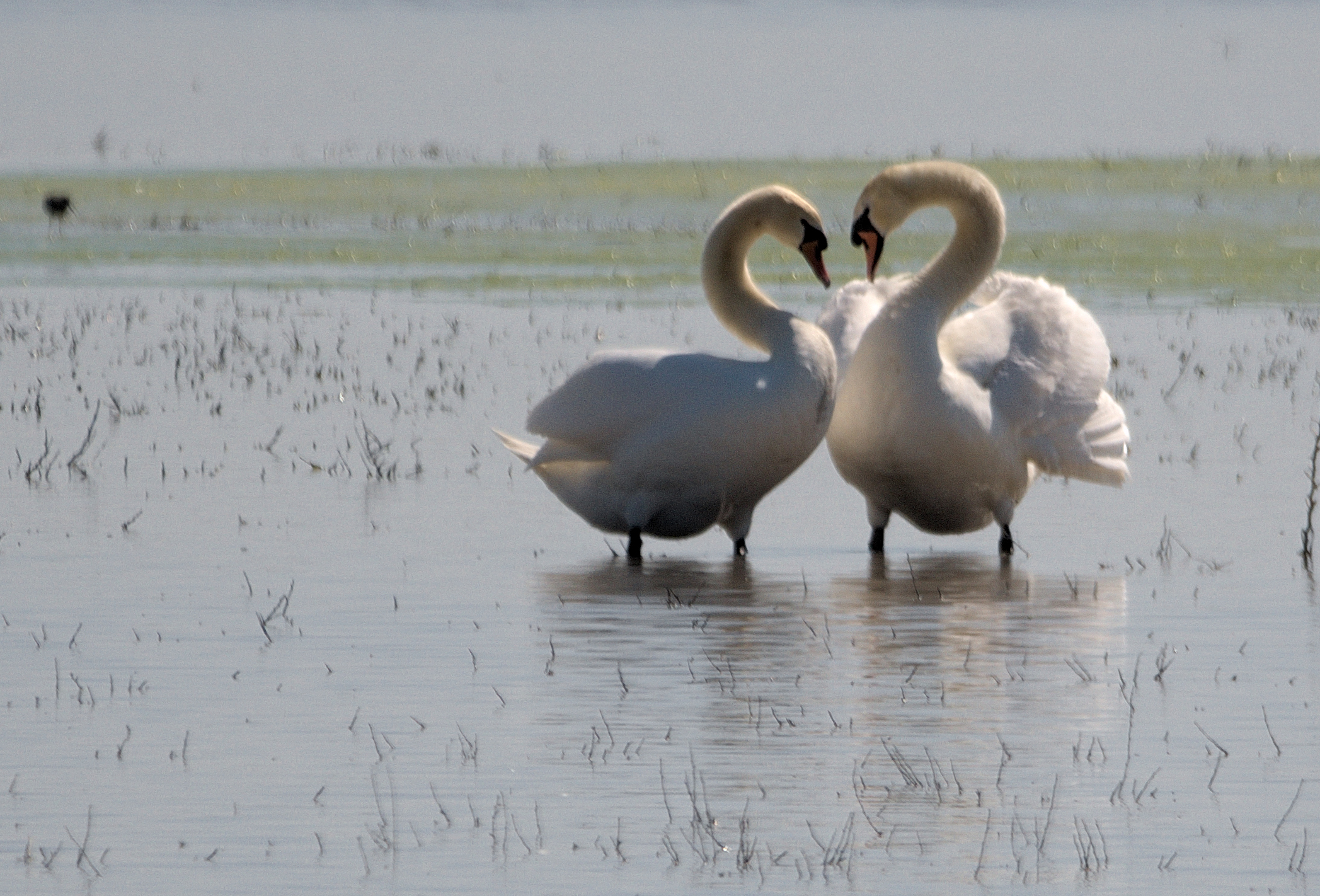 love swans