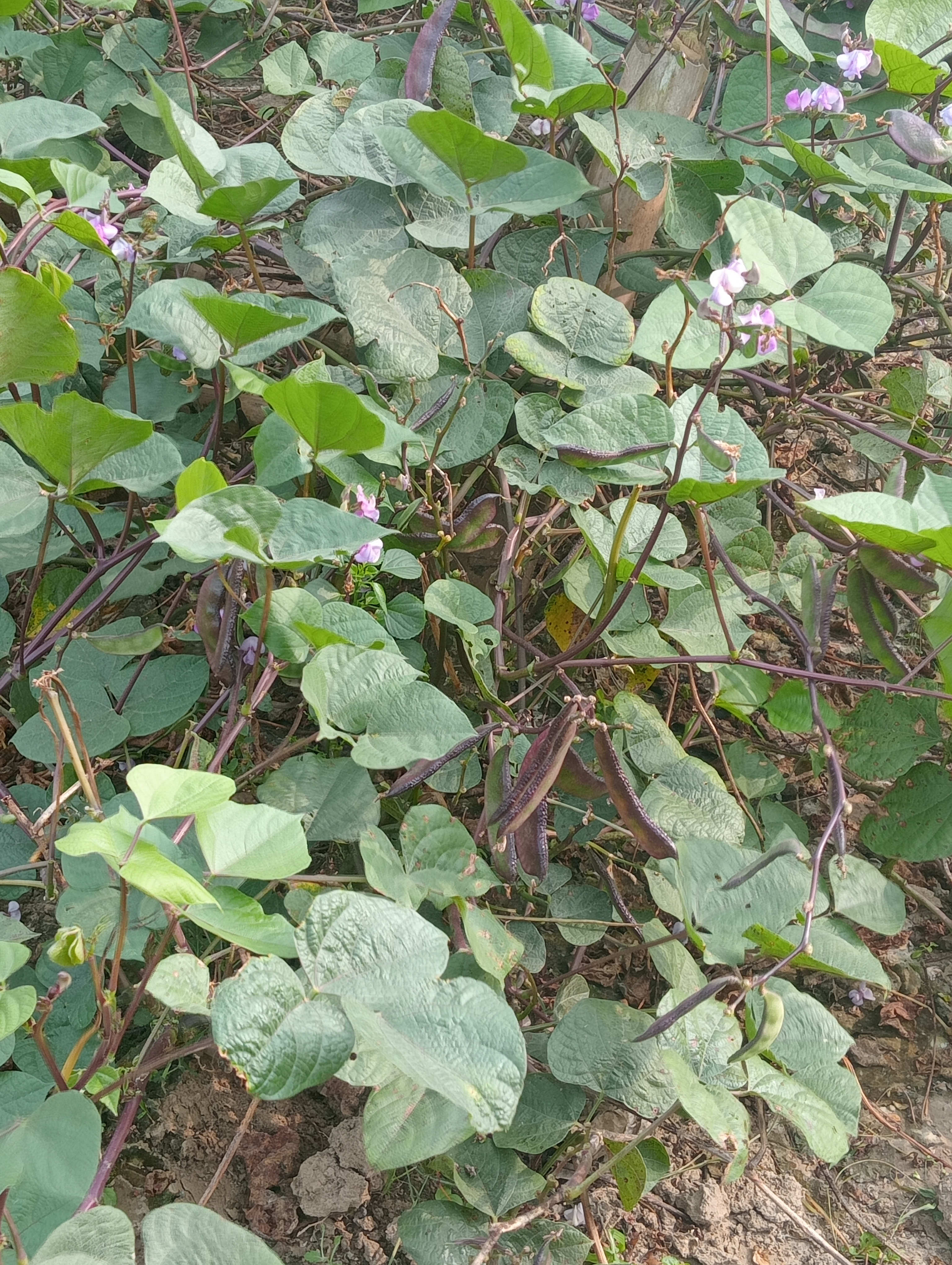 IMG20241125101102.jpg
