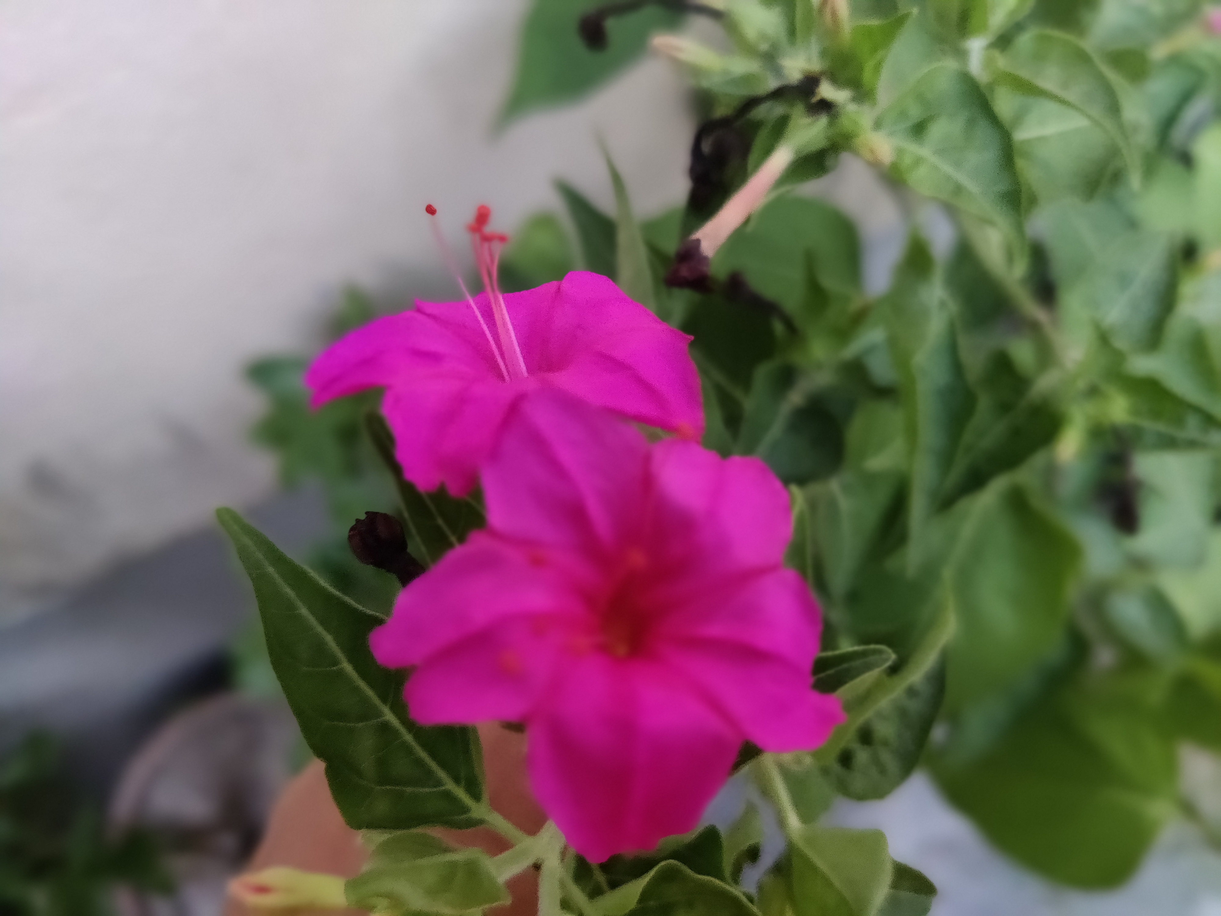 IMG_20260612_182656_Bokeh.jpg
