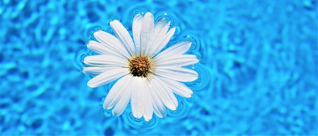 Flower Power.jpg
