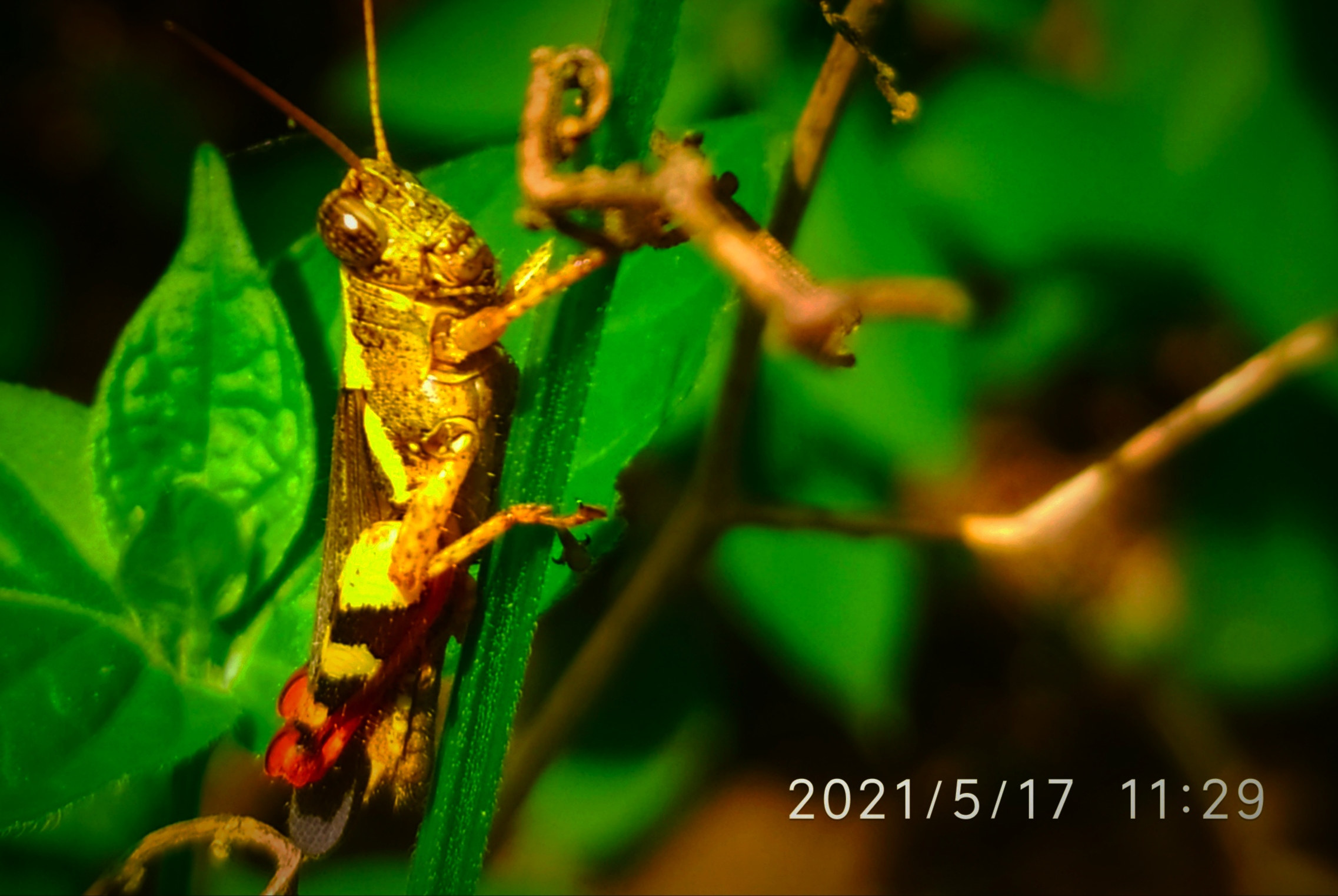 IMG_20210517_115721.jpg