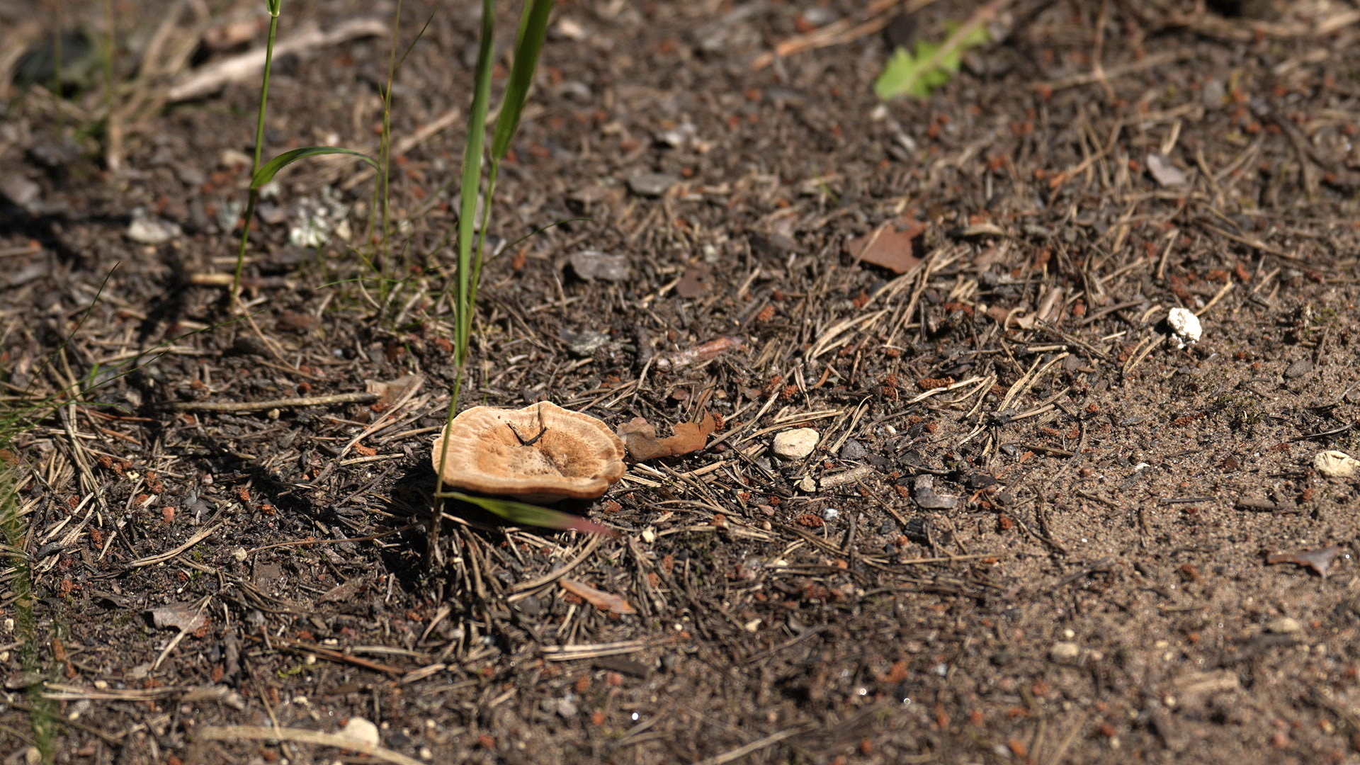 DSC07958.jpg
