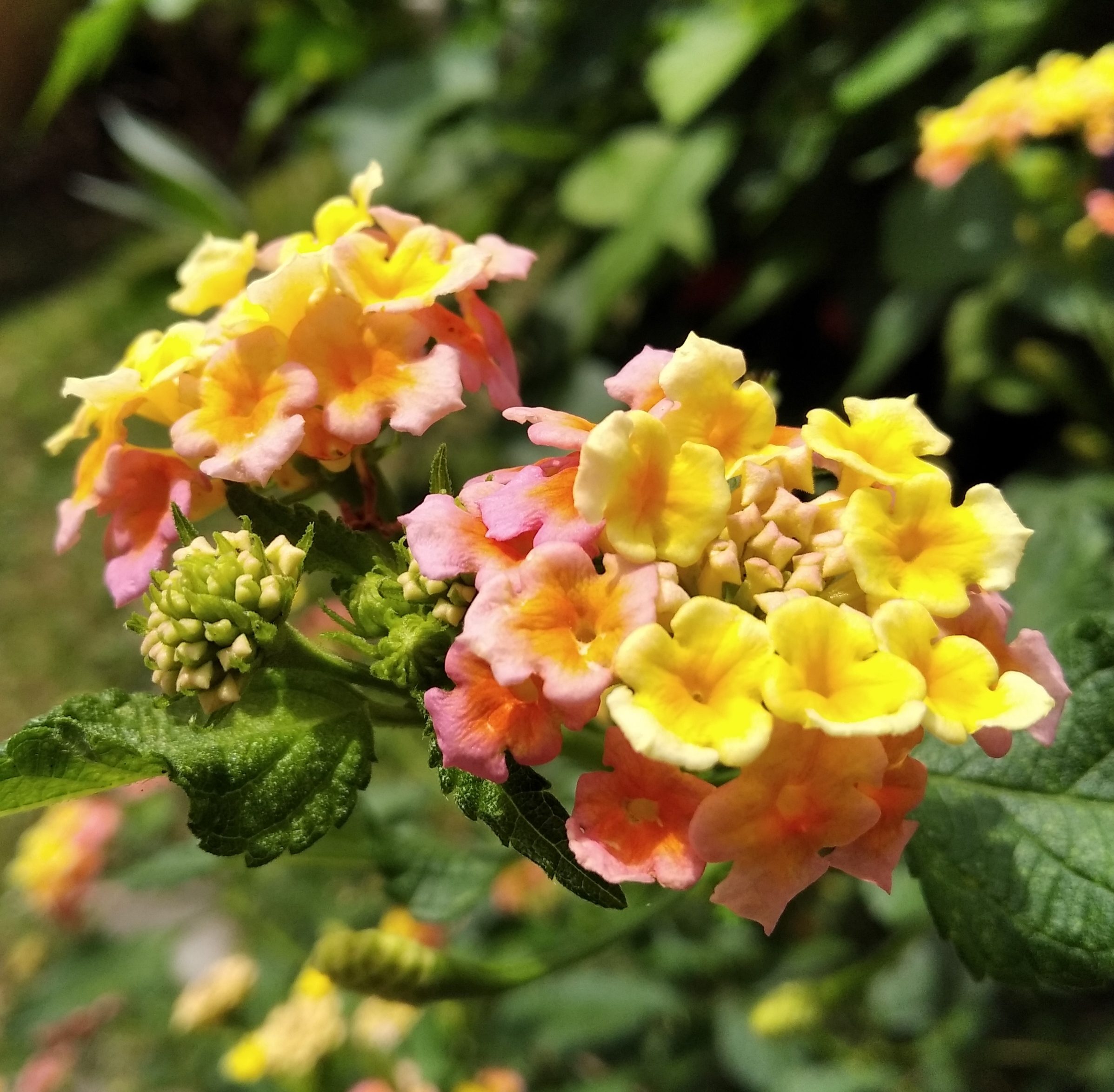 IMG_20200124_134603.jpg
