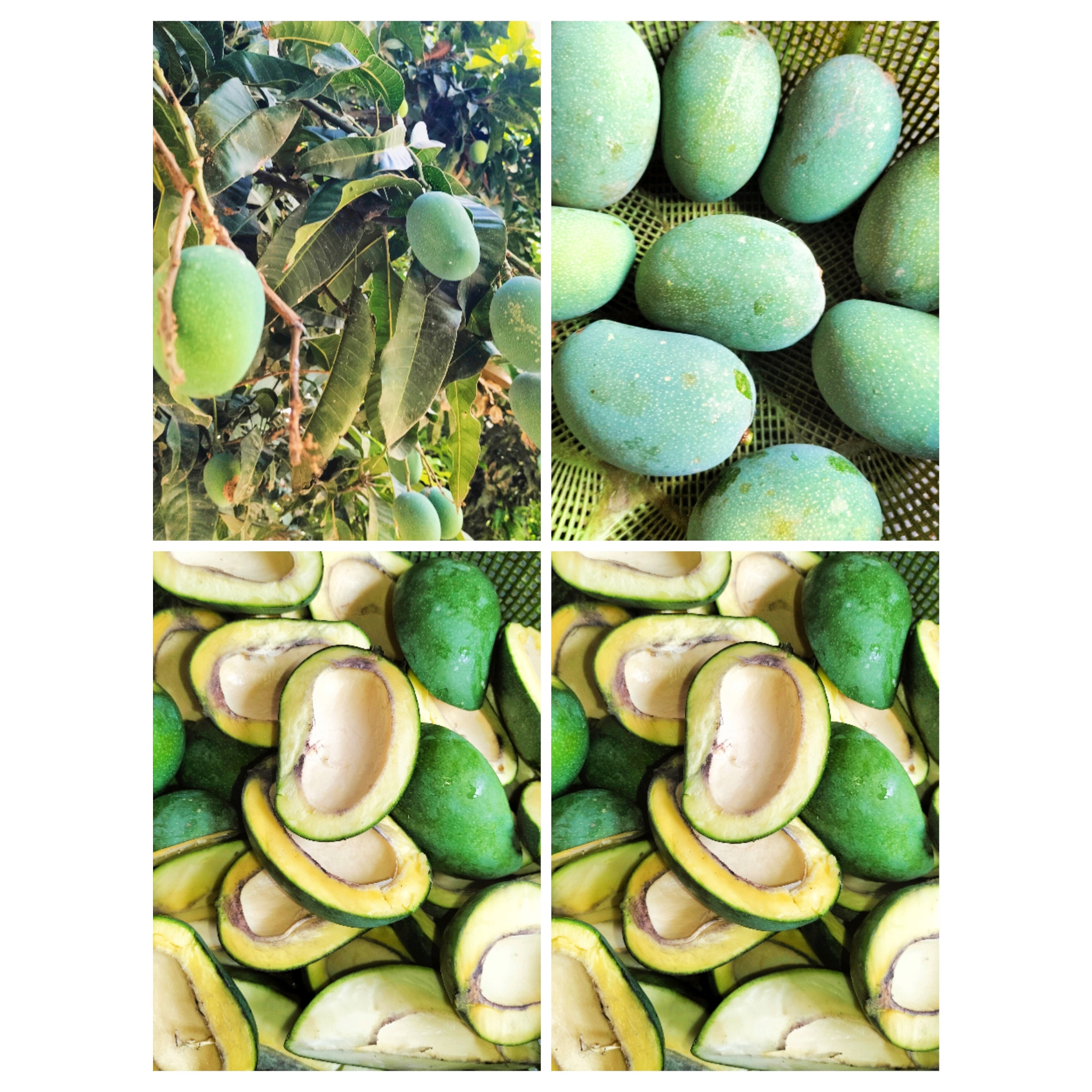 PhotoCollage_1717771269768.jpg