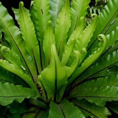 bird-nest-fern-plant-500x500.jpg