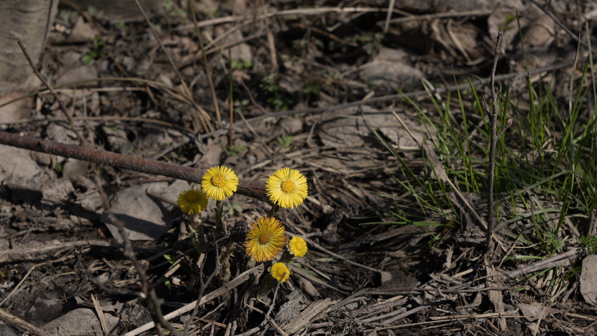DSC04428.jpg