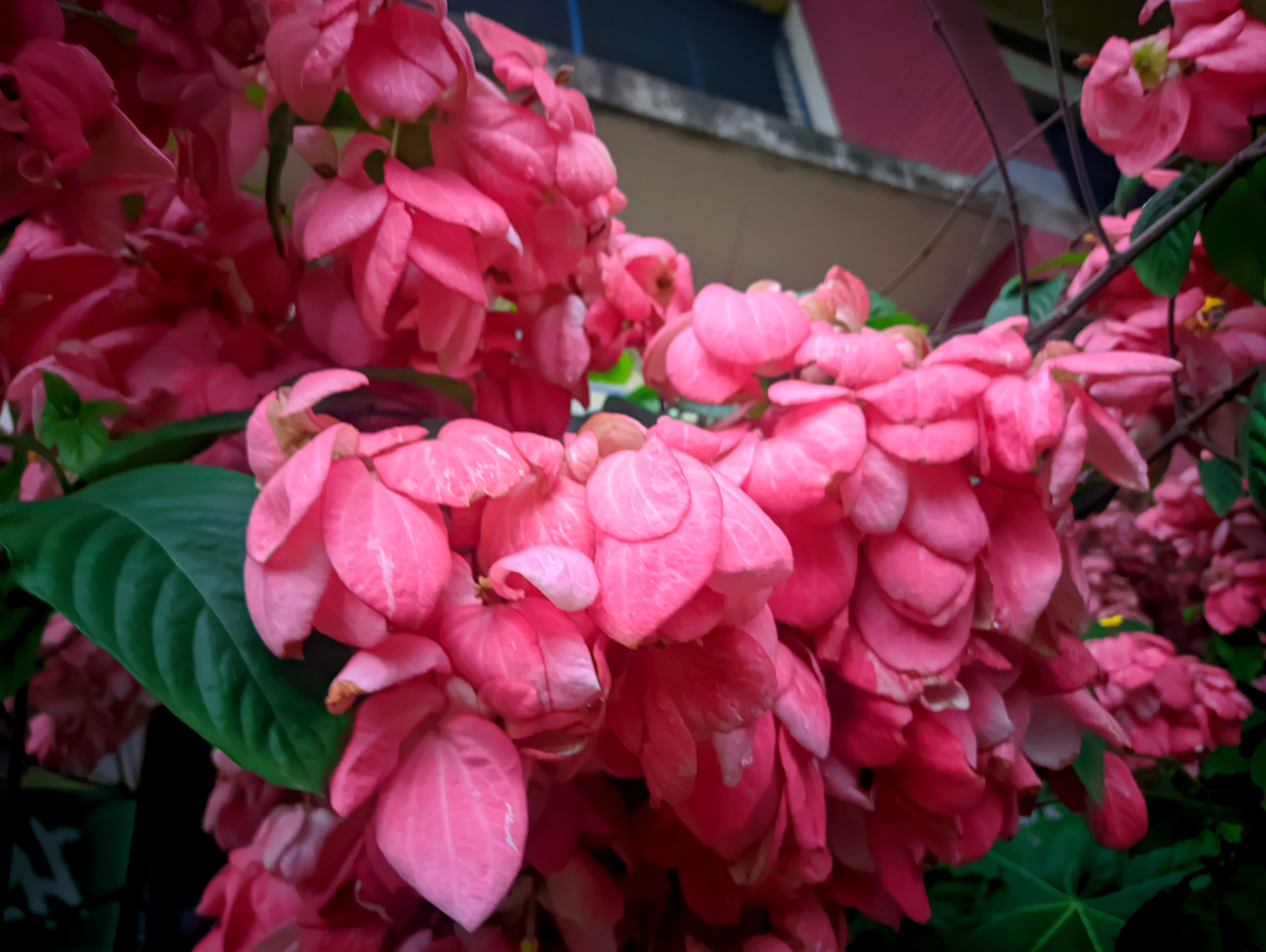 IMG_20260526_052845.jpg