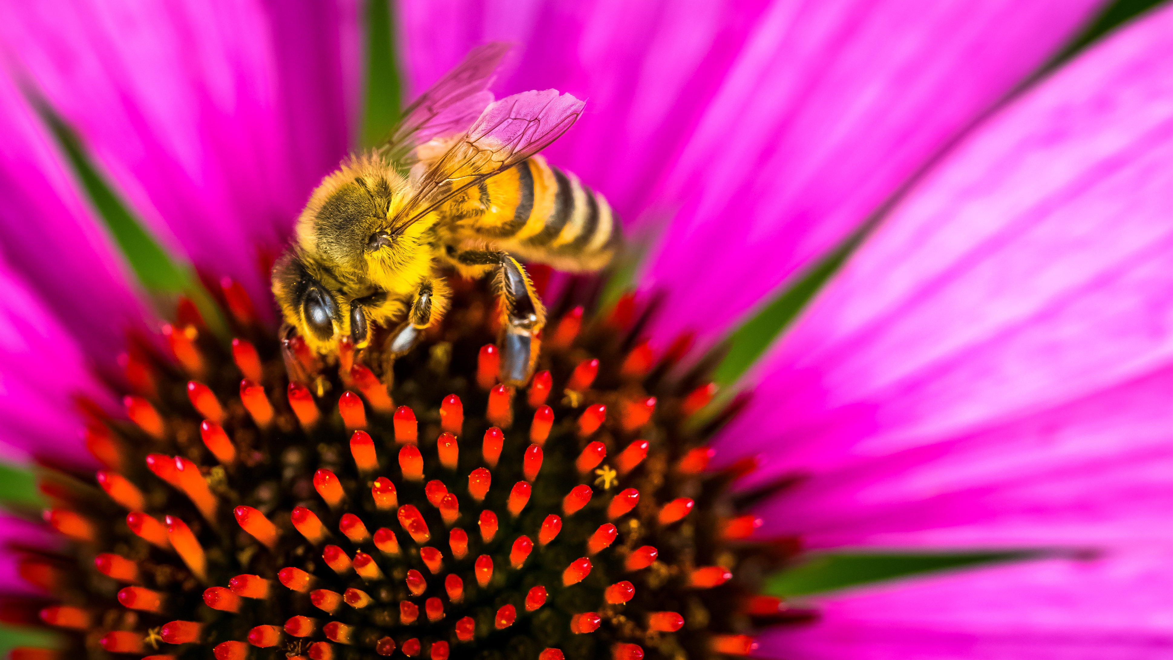 bee-4278075.jpg