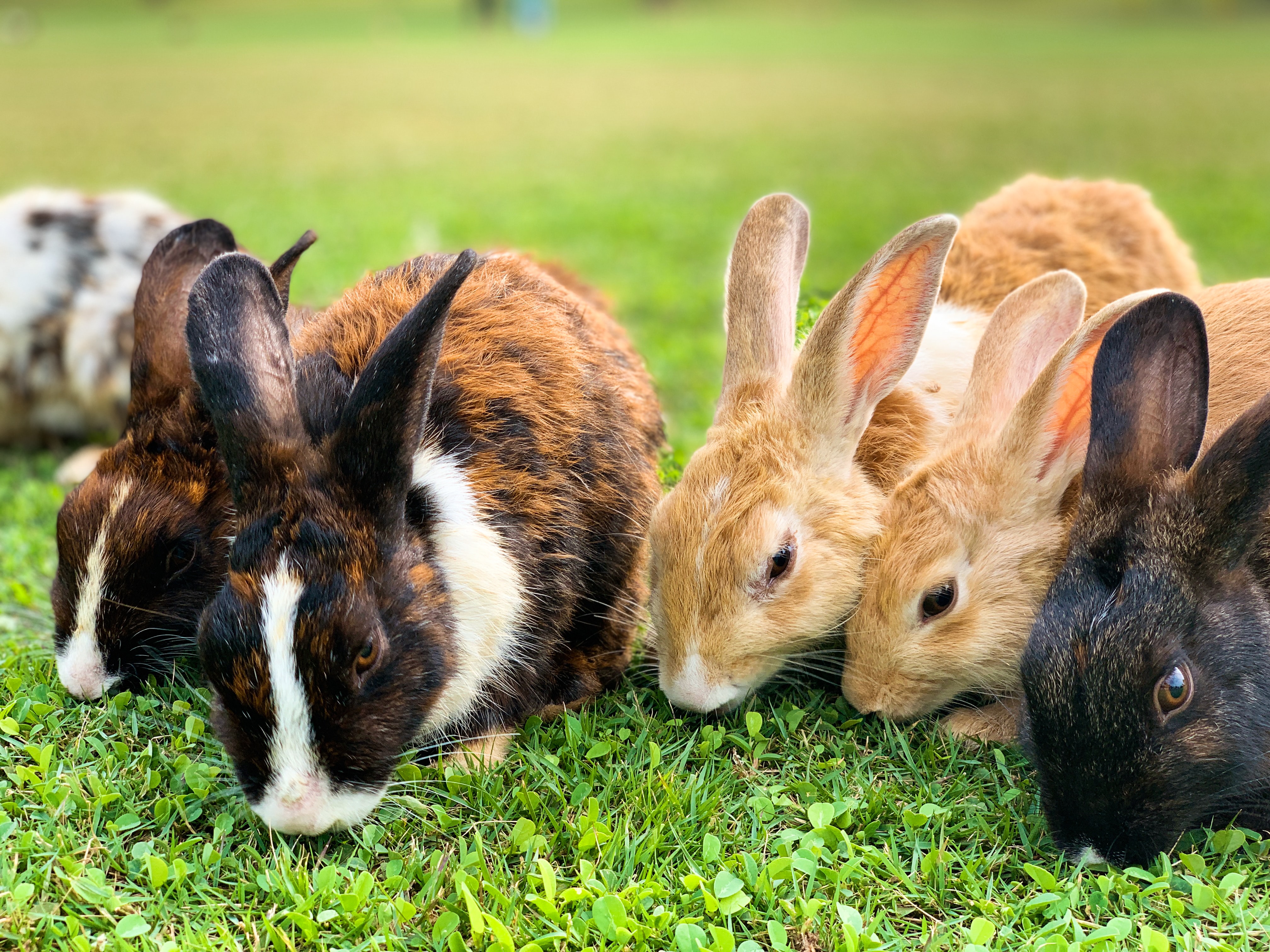 rabbits.jpg