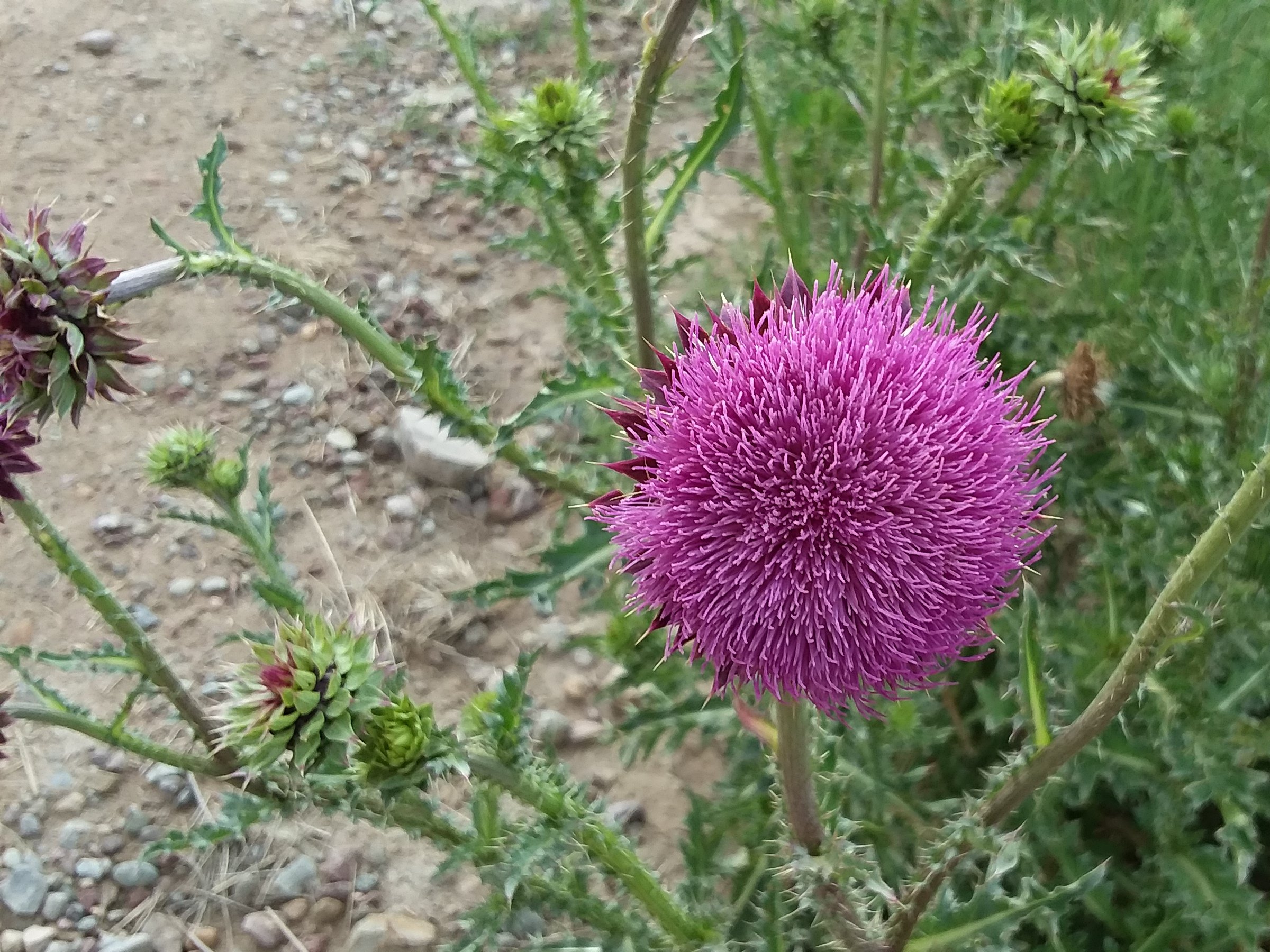 thistle resized.jpg