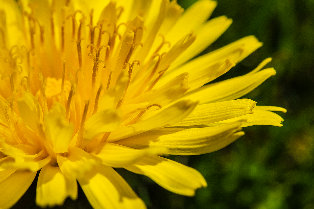 Dandilion Closeup.png