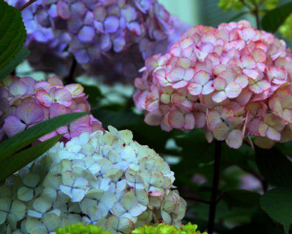 hydrangea'.jpg