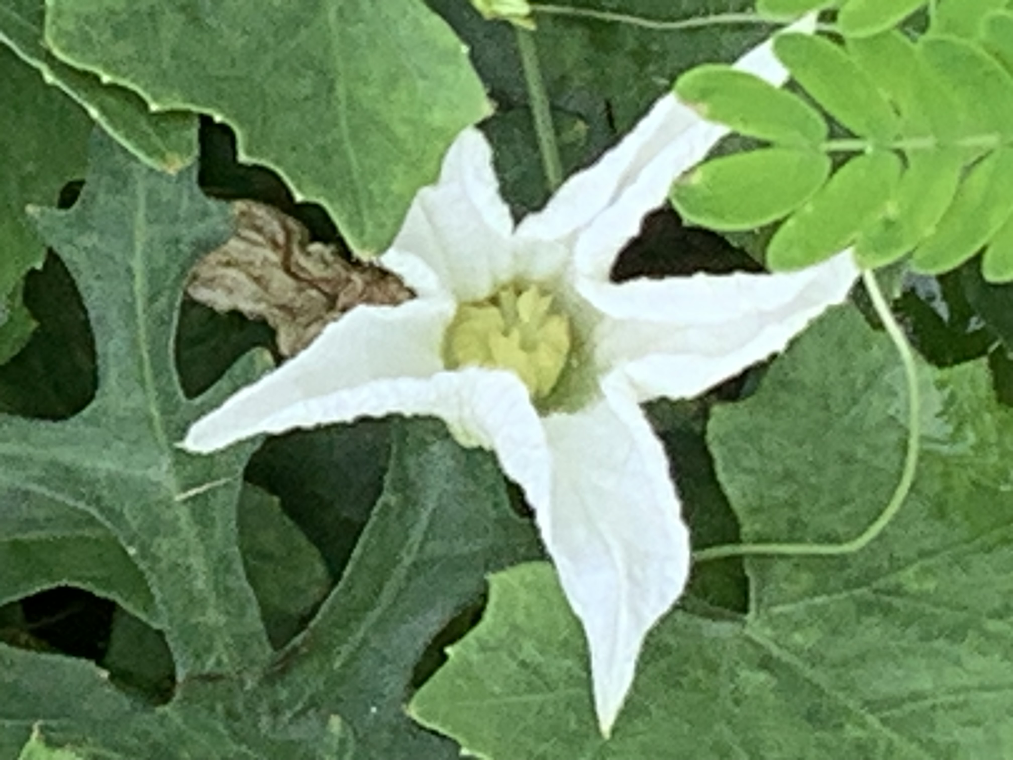 Gorgeous white wildflowers5.jpg