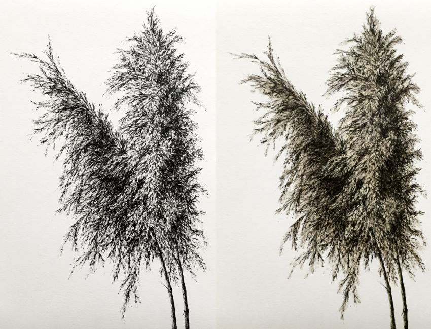 reed-pen-and-marker-drawing.jpg