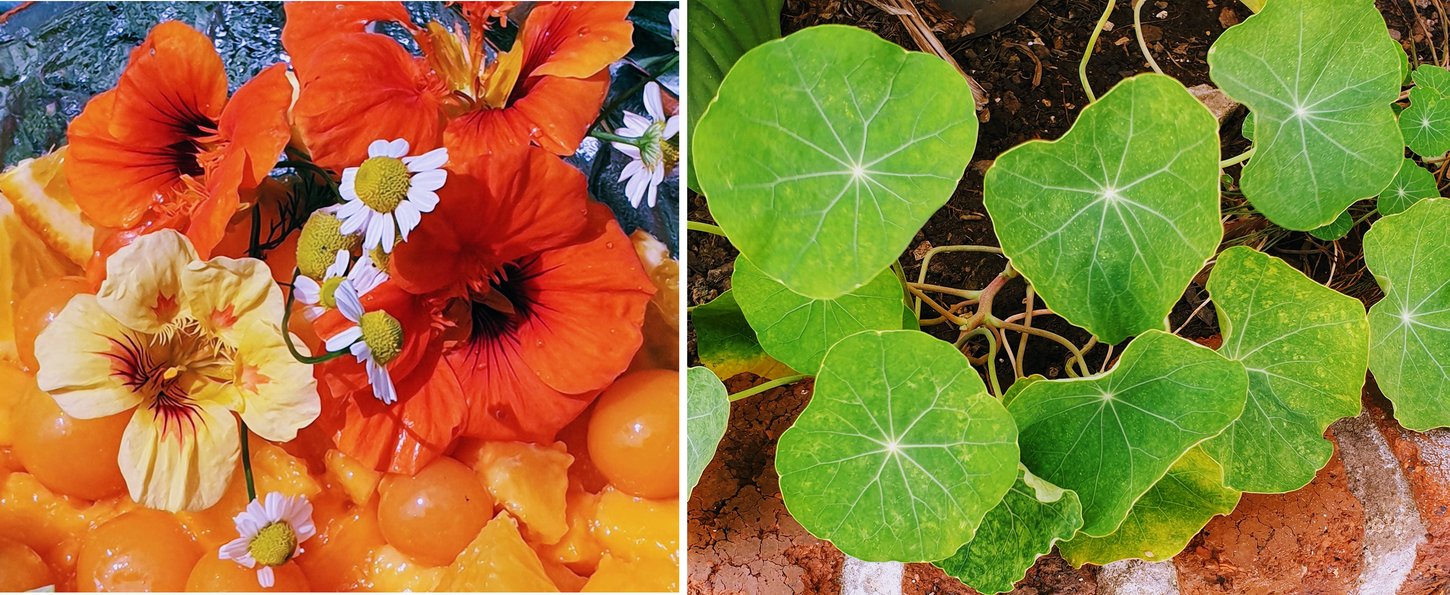 Nasturtiums.png