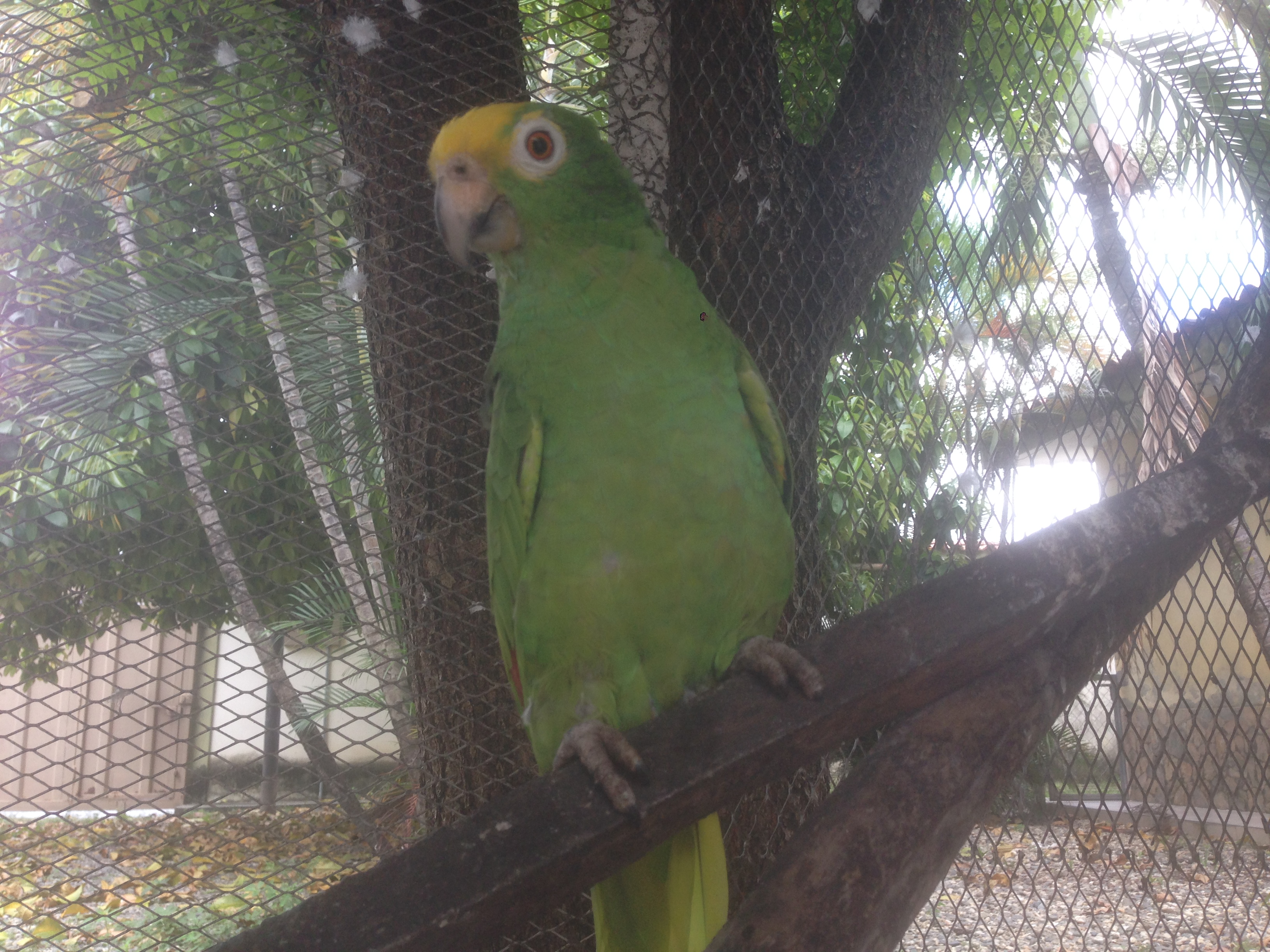 Loros 4.JPG