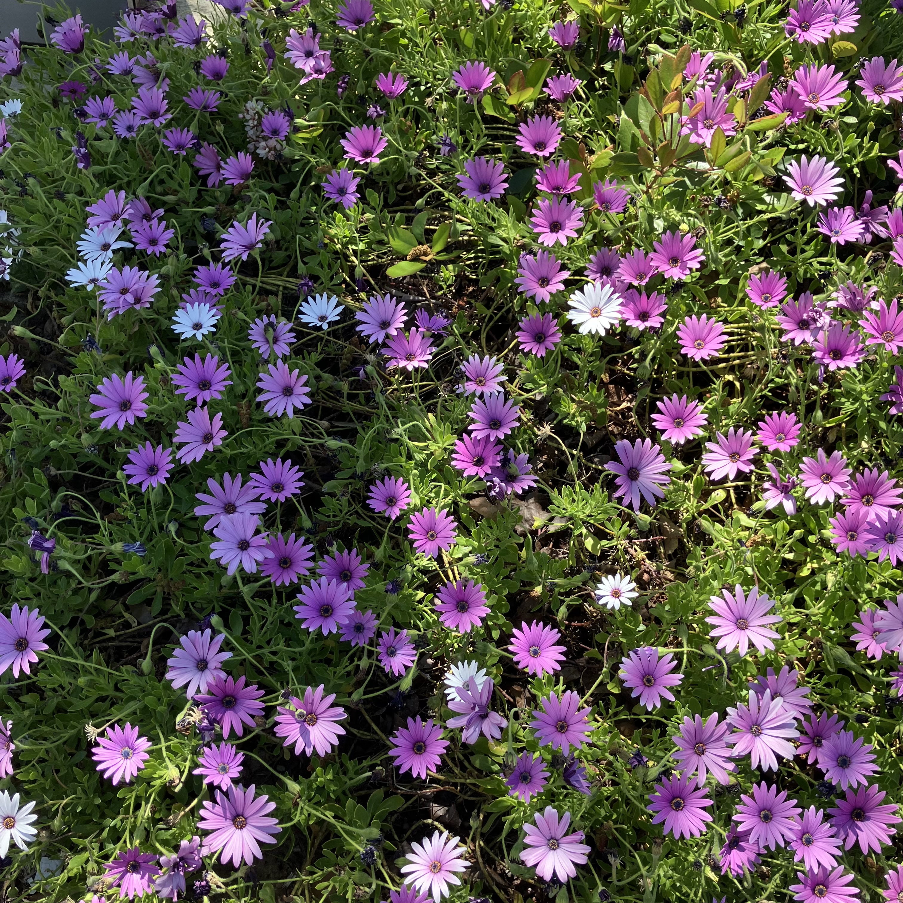 IMG_2011.jpeg