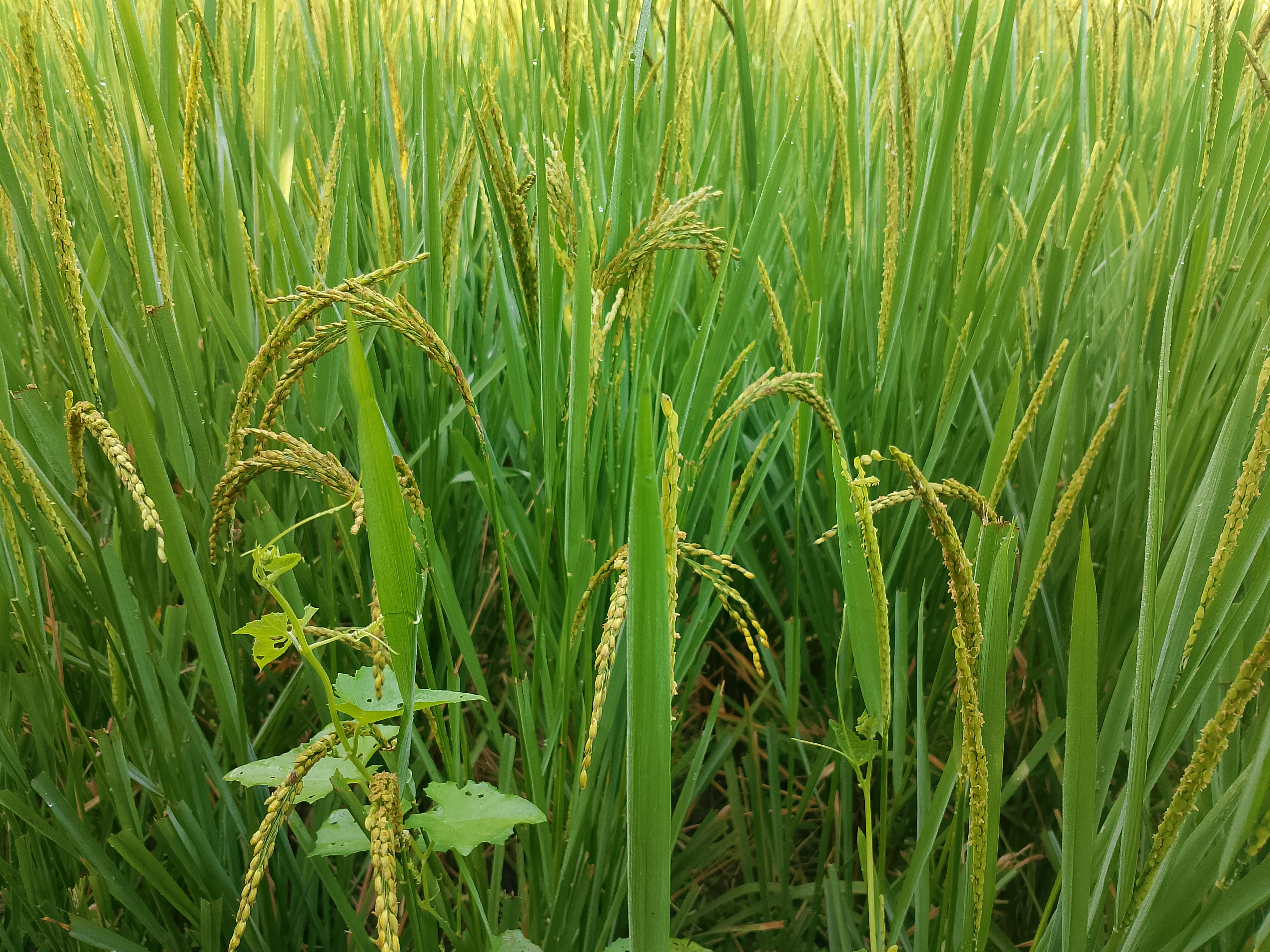 The rice panicles