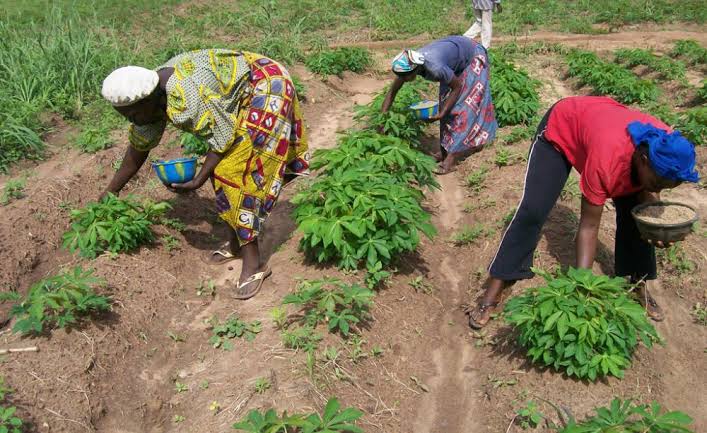 cassava-farming.jpeg