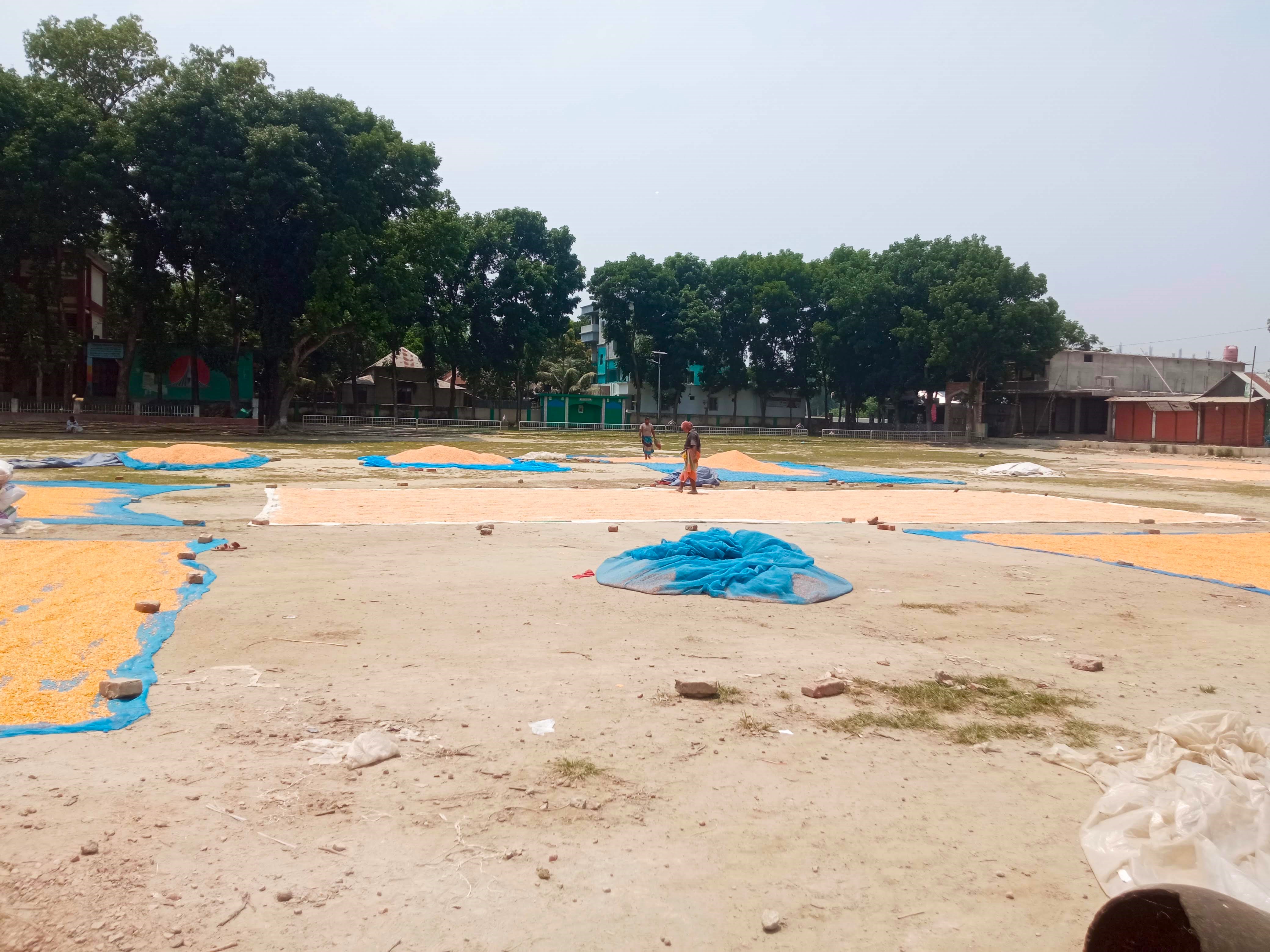 ভুট্টা (4).jpg