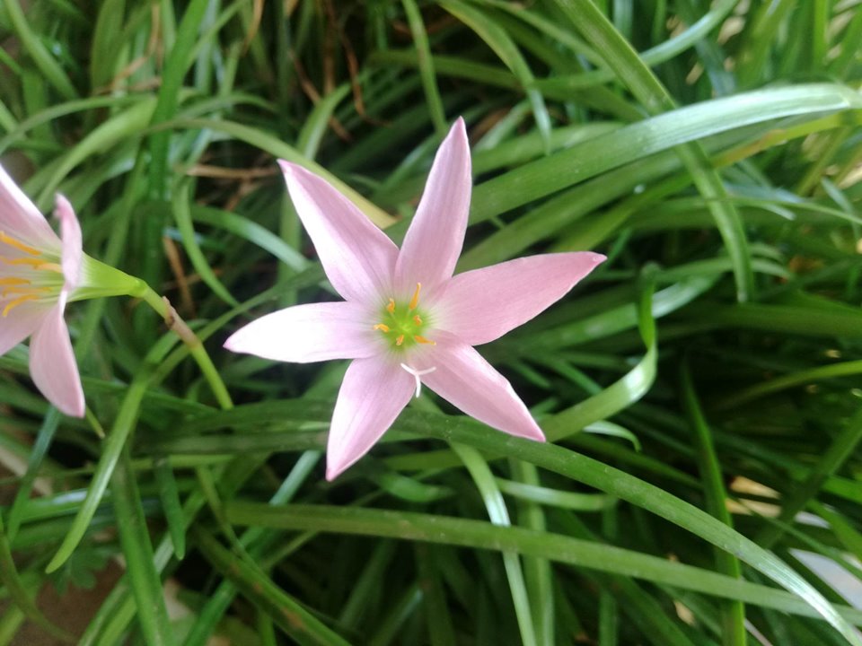 estrella.jpg