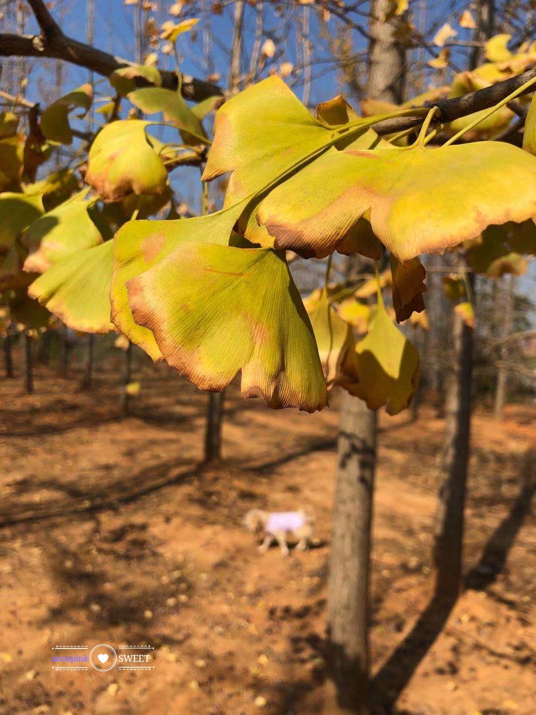 冬日里的暖阳🌻