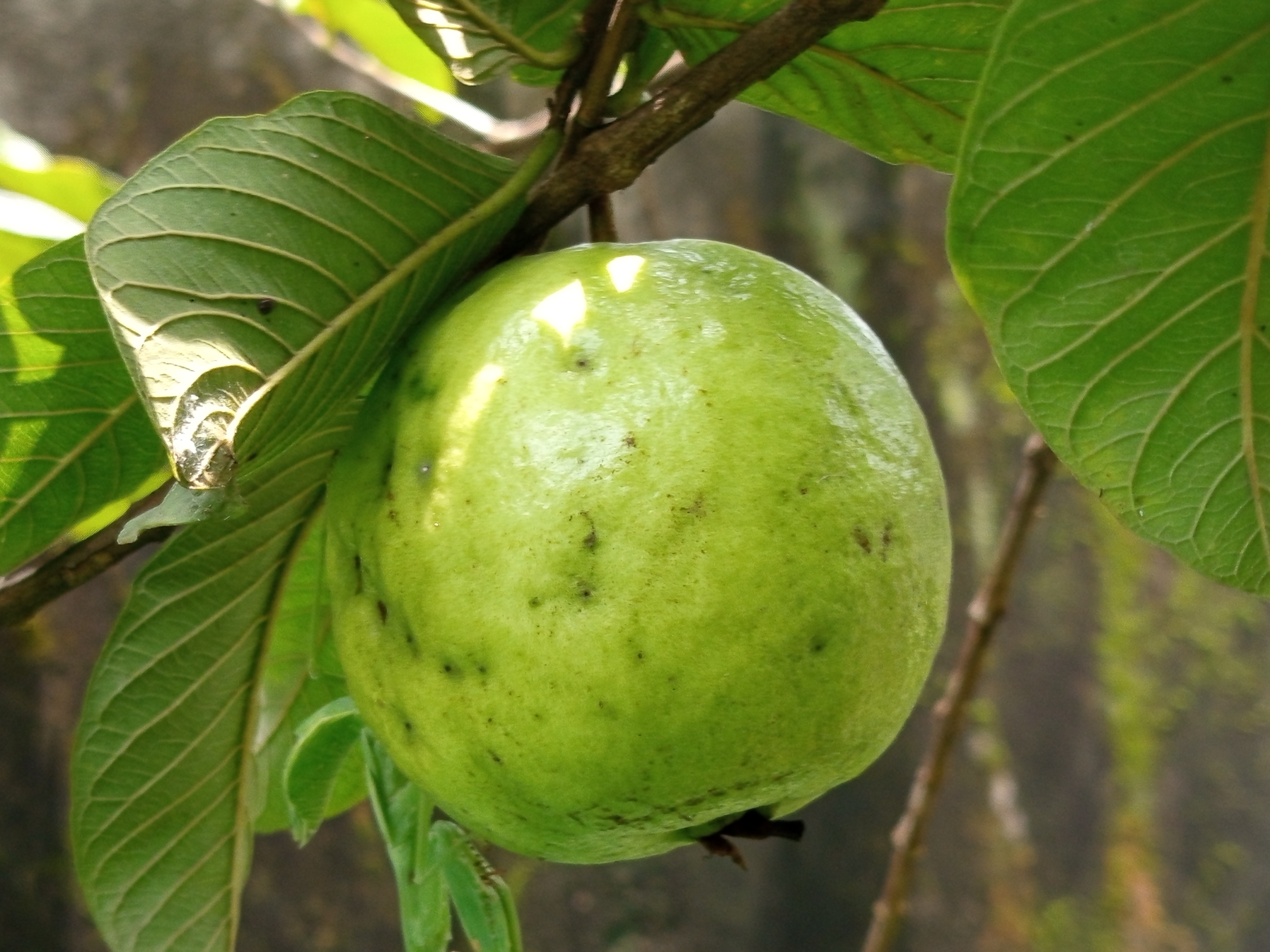 পেয়ারা (3).jpg