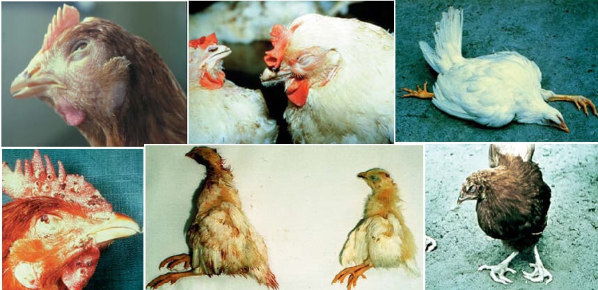 Infectious Diseases of Poultry.jpg