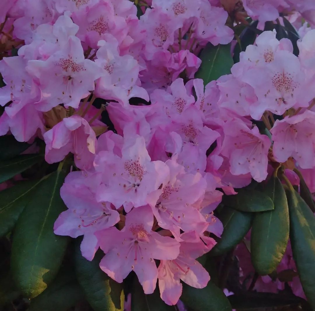 rhododendron info Rhododendron augustinii subsp. augustinii