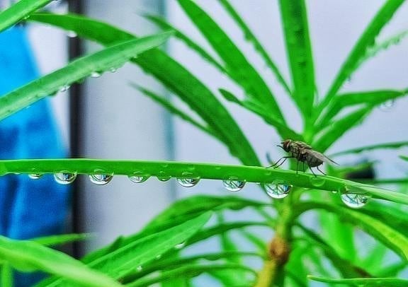 Photography of housefly