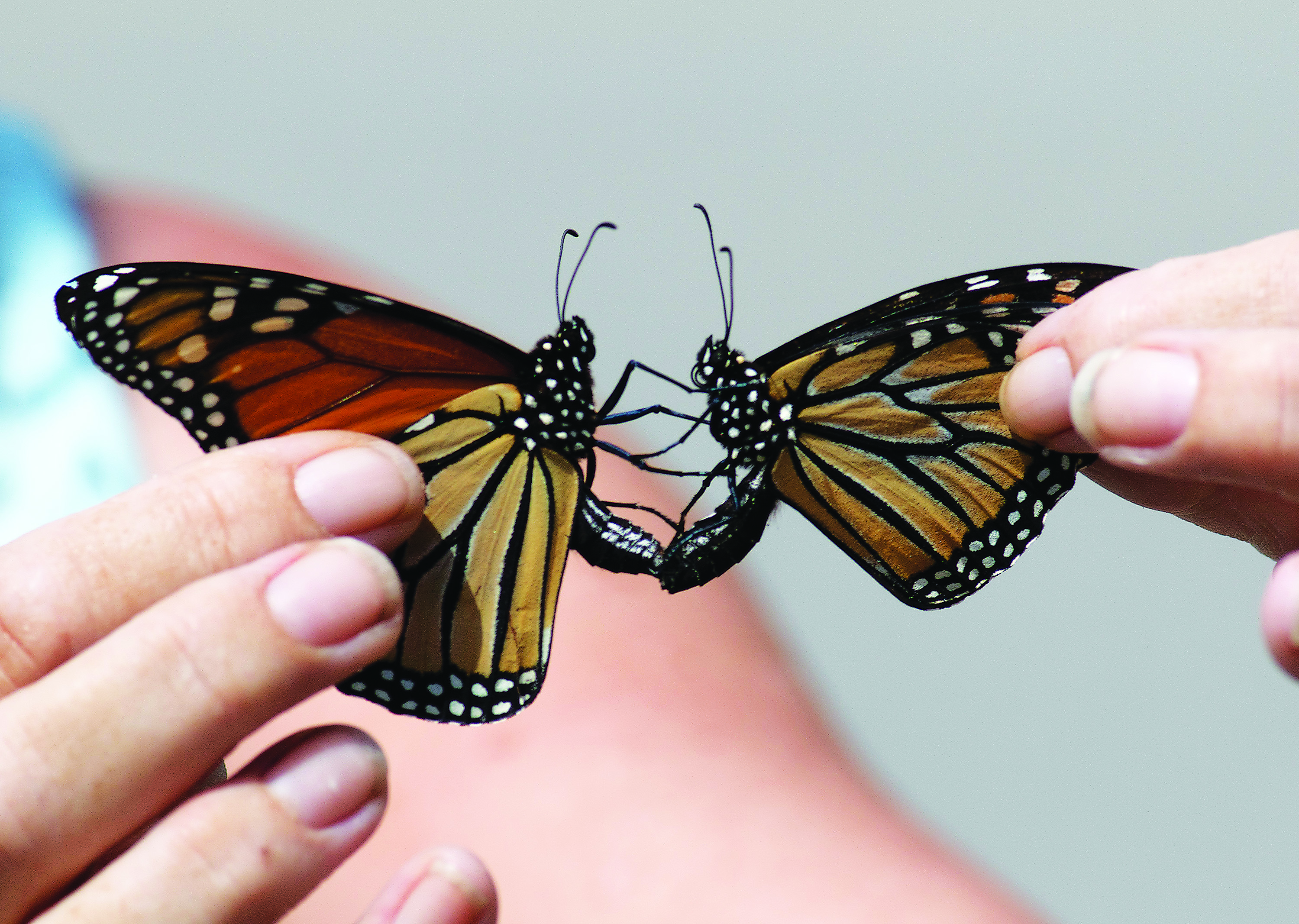 wildside-butterfly.jpg