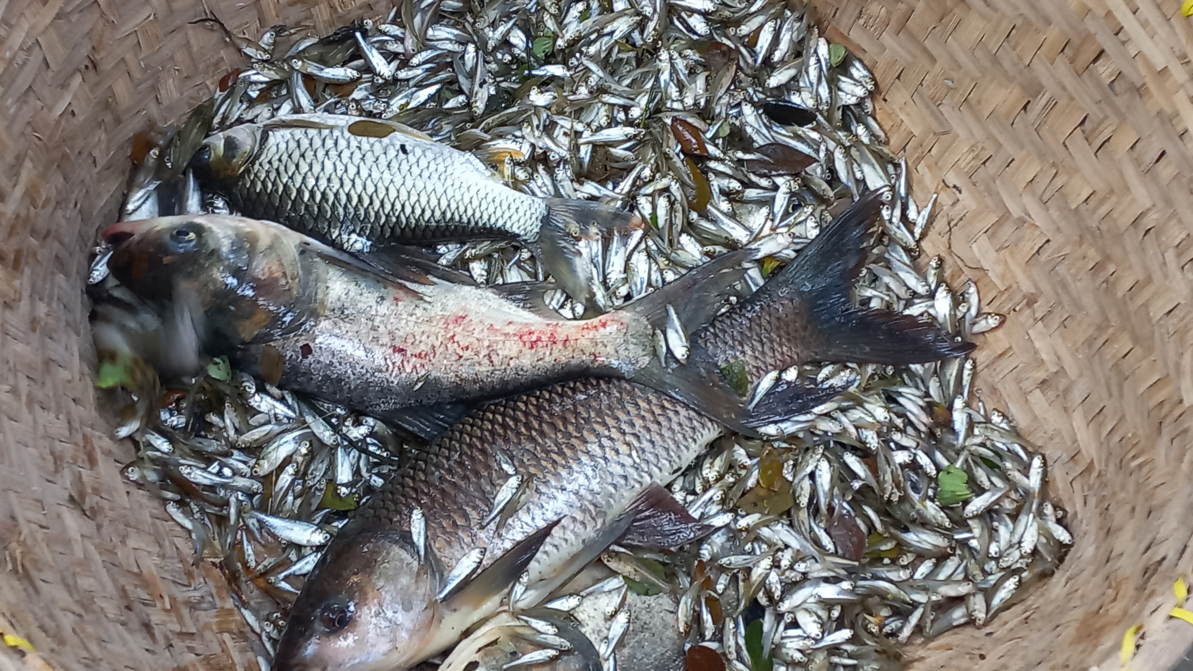 Fish photography of our pond.