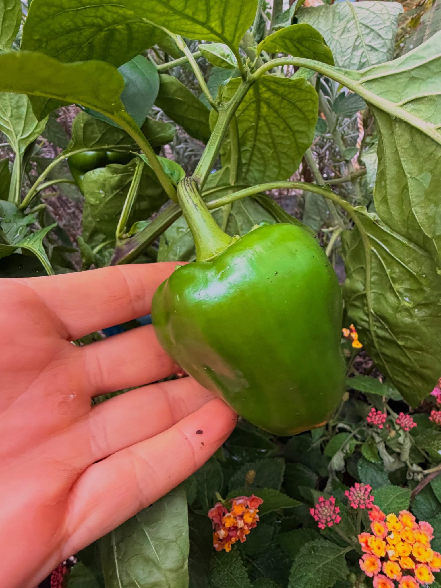 balcony garden update