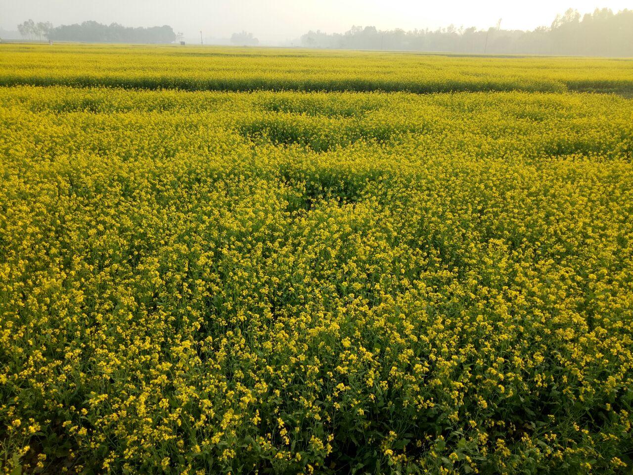 Sorisa Khet-2.jpg
